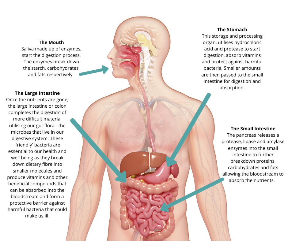 how enzymes work in the digestive system